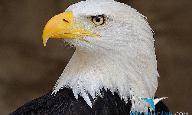 Vệ sĩ của rừng xanh (Bài đọc hiểu tiếng Việt lớp 3 - đề số 25)